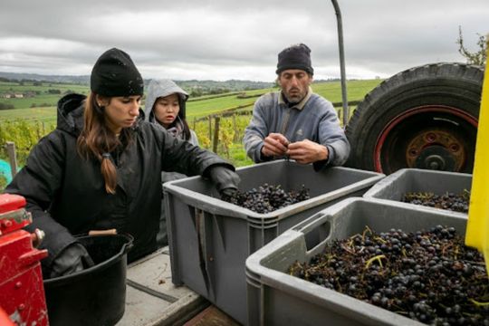 Harvest at Roche des Bancs